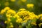 Alyssum montanum, yellow flowers in close-up view.