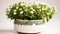 Alyssum plant on a pot on white background