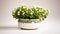 Alyssum plant on a pot on white background