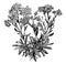 Alyssum Saxatile Flowers vintage illustration