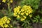 Alyssum saxatile mountain gold yellow flowers