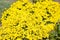 Alyssum yellow flowers Burachok, Gmelina mountain Alyssum montanum L., Alyssum gmelinii