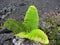 Ama`u fern or Sadleria cyatheoides growing near a old lava flow, Hawaii Volcanoes National Park, the Big Island, Hawaii, USA