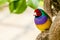 Amadina finch or gouldian finch or erythrura gouldiae bird