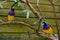 Amadina finch or gouldian finch or erythrura gouldiae bird