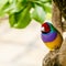 Amadina finch or gouldian finch or erythrura gouldiae bird