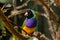 Amadina finch or gouldian finch or erythrura gouldiae bird