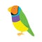 Amadina finch gouldian finch, erythrura gouldiae bird. Yellow beautiful exotic bird.