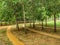 Amaizing panoramic view of beautiful walking path at the park