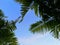 Amaizing view of beautiful skies and green leaves