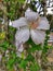 Amaizing view of beautiful white hibiscus flowers at the garden. Plant and flower concept