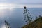 Amalfi - Agave flower with sea view of the Amalfi coast in Campania, Italy