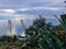 Amalfi - Agave flower with sea view of the Amalfi coast in Campania, Italy