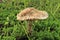 Amanita Blusher Mushroom in Green Grass