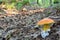 Amanita caesarea or Caesar`s mushroom in oak forest