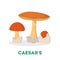 Amanita caesarea mushroom. An organic healthy ingredient