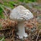 Amanita ceciliae mushroom