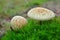 Amanita citrina mushroom