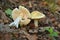 Amanita citrina mushroom