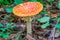 Amanita dangerous mushroom in the forest