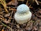 Amanita Echinocephala