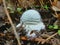 Amanita Echinocephala