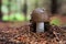 Amanita excelsa, The Grey Spotted Amanita, a edible mushroom