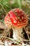 Amanita or fly agaric