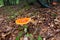 Amanita fly-agaric mushroom foliage ground, rainy Slovenia fores