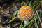 Amanita in the Forest