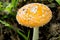 Amanita in the Forest