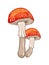 Amanita forest inedible poisonous mushroom