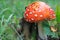 Amanita forest mushroom in green grass