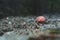 Amanita forest mushroom with red hat, Close-up.