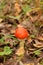 Amanita forest poison mushroom in green grass