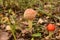 Amanita forest poison mushroom in green grass