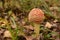 Amanita forest poison mushroom in green grass