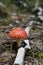 Amanita. Forest red is a beautiful not edible mushroom.