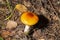 Amanita fulva, commonly called the tawny grisette, toxic