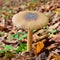 Amanita fulva mushroom