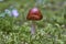 An Amanita fulva mushroom, also known as the tawny grisette in Sweden