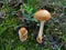 Amanita fulva mushrooms