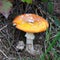 Amanita gemmata mushroom