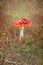 Amanita grows in the forest. Poison mushroom. Fairy tale. Sunshine