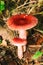 Amanita - inedible poisonous mushroom.