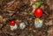 Amanita Jacksonii Mushroom Eastern Caesar`s Amanita