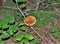 Amanita Jacksonii Mushroom on Forest Floor