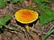 Amanita Jacksonii Mushroom on Forest Floor