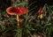 Amanita jacksonii mushroom growing in garden