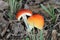 Amanita jacksonii Mushroom Split in Half